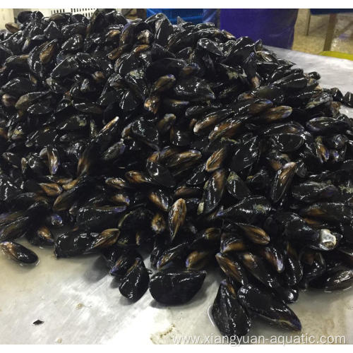 frozen cooked full shell mussels